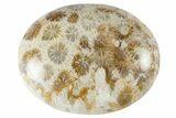 Fossil Coral Pocket Stones From Indonesia - 1.9" Size - Photo 2